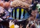 Foto del 20/11/2012 - Pesce Sergente