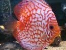 Foto del 22/07/2009 - discus